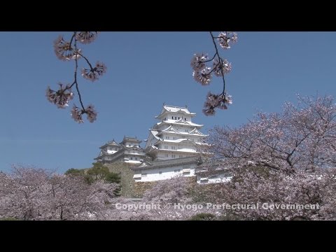姫路城（桜）①