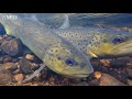 Underwater Fish Video: Spawning brown trout & SNEAKY small male trout fertilizing eggs!