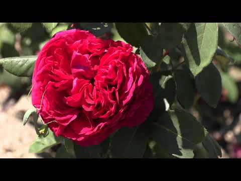 роза 4-х ветров, питомник роз полины козловой, rozarium.biz. Rose des 4 Vents, бордюрные розы