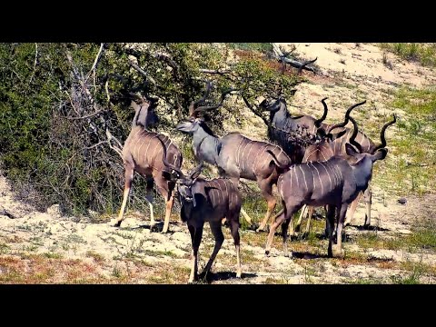 Handsome Herd of Kudu Bulls at Djuma Cam 12/16/25