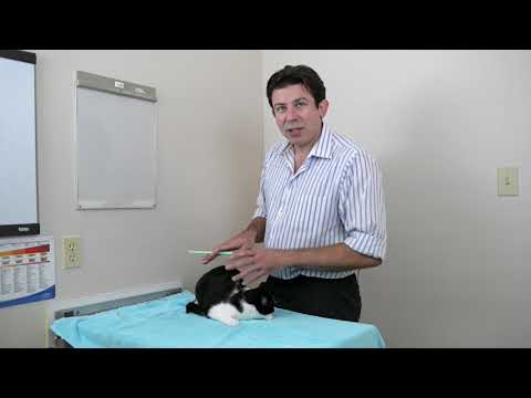 How to brush your cat's teeth - YouTube