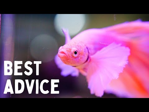 Everything You Should Know Before You Get a Betta! 7 Tips for Keeping Bettas in an Aquarium!