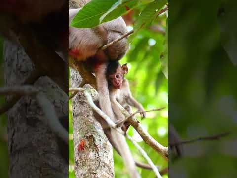 Adorable baby monkey Pebbles Try To Ask Her Mom For Milk But...Sad mom say no