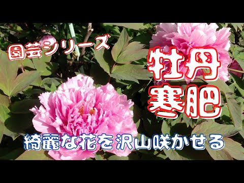 牡丹を鉢に植える方法