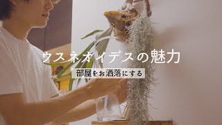 エアプランツ ウスネオイデスの育て方 増やし方 موقع ويب حيث يمكنك مشاهدة مقاطع فيديو موسيقية مجانية