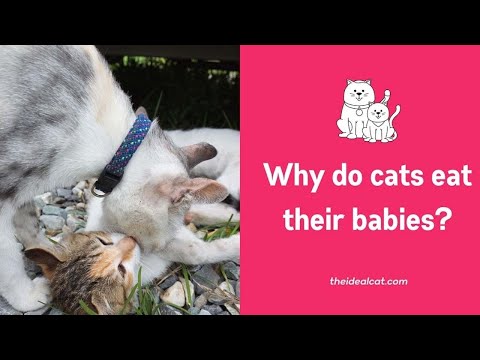 Why do cat eat their babies? Reasons and How to Prevent!
