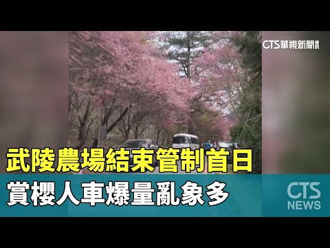 武陵農場結束管制首日　賞櫻人車爆量亂象多