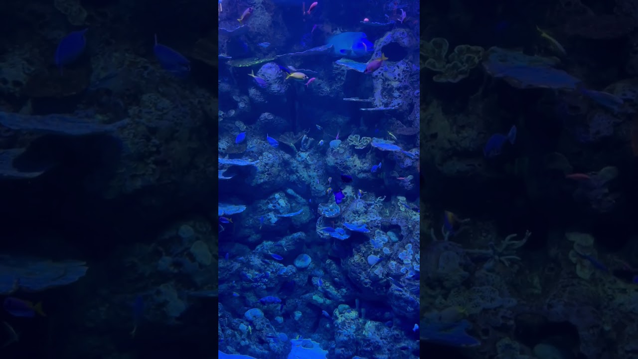 YouTube Short thumbnail