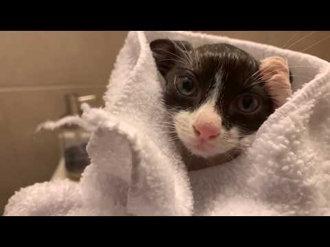 HOW TO GIVE A 7 WEEK OLD KITTEN A BATH