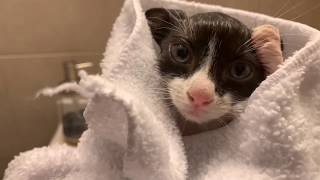 HOW TO GIVE A 7 WEEK OLD KITTEN A BATH