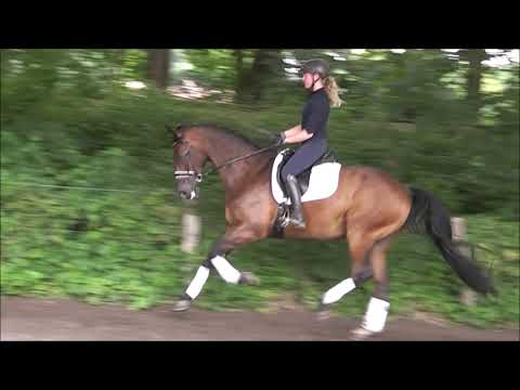 COOPER  13j. v. Chico's Boy - Santander  VB 15.000,- Euro