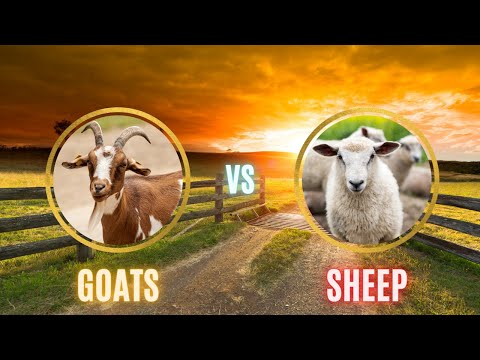 , title : 'Goats or Sheep - Which is better for your homestead or farm?'