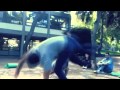 Capoeira Techniques Job Interview 40th Career Days At DEREE