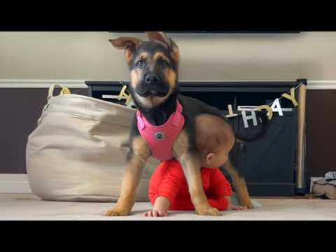 Adorable Dogs Protecting Babies Like Their Own Puppies