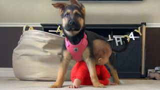 Adorable Dogs Protecting Babies Like Their Own Puppies