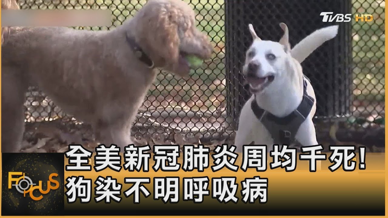 全美新冠肺炎周均千死!狗染不明呼吸病