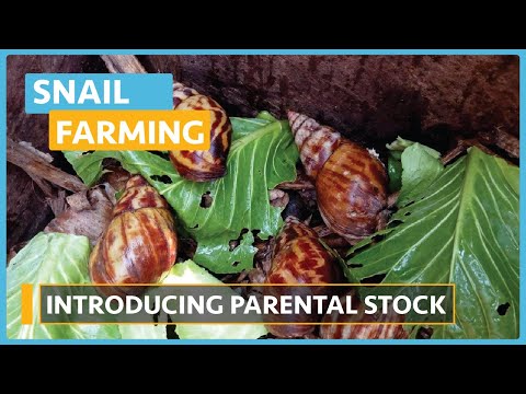 Snail Farming Lesson 1 Introduction