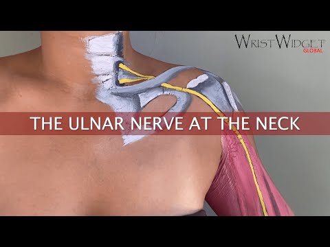 The ulnar nerve at the neck