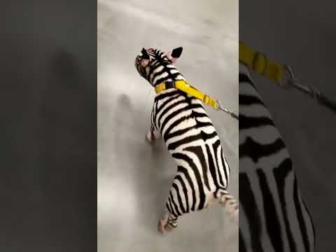 😅 Funny dog videos#dogs #foryou #Funny animals #funnypets