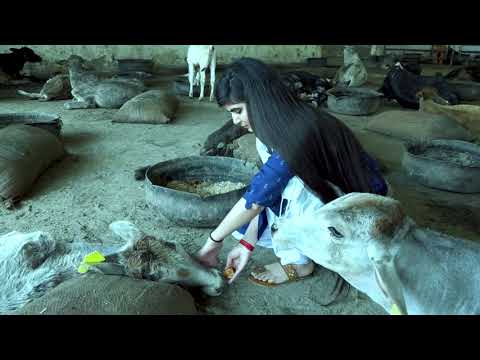 Gau seva | Devi Chitralekha Ji | Gau Seva Dham Hospital