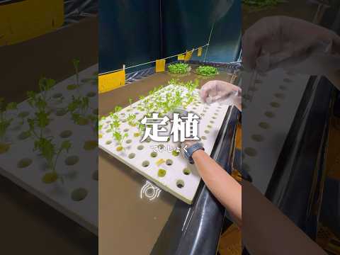 無土栽培水耕栽培システム比較