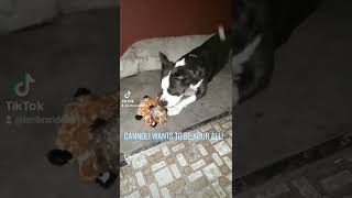 Video preview image #1 Australian Shepherd-Cavalier King Charles Spaniel Mix Puppy For Sale in Orange Grove, TX, USA