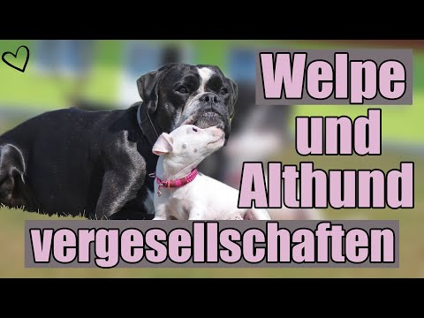 Tipps für die Zusammenführung von Welpe und Althund - Alizz in Love 💗