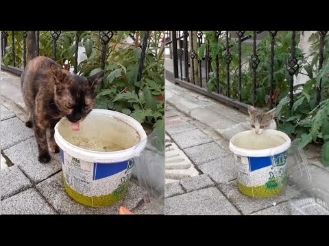 Thirsty mother and kitten are drinking water.(Cute cat videos)