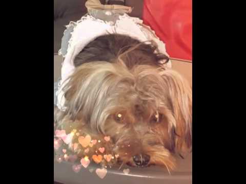 mon amour de chienne se prénomme belle  ma  doudou que  j'a