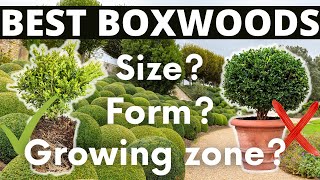 Boxwood: Growing Tips, Uses, Varieties and Topiary