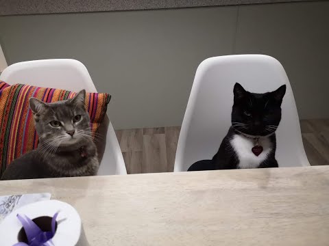 introducing Hina and Naomi 🐾　ヒナとナオミの紹介