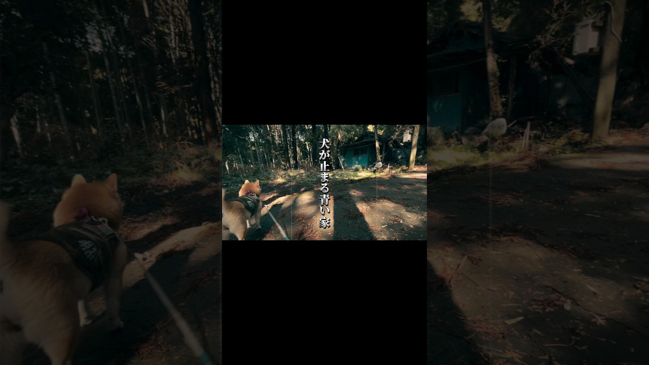 犬が止まる青い家…中で見つけたもの#shorts