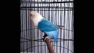 Download lagu Lovebird ngetik sambung ngekek | Labet ANACONDA BF 18 mp3