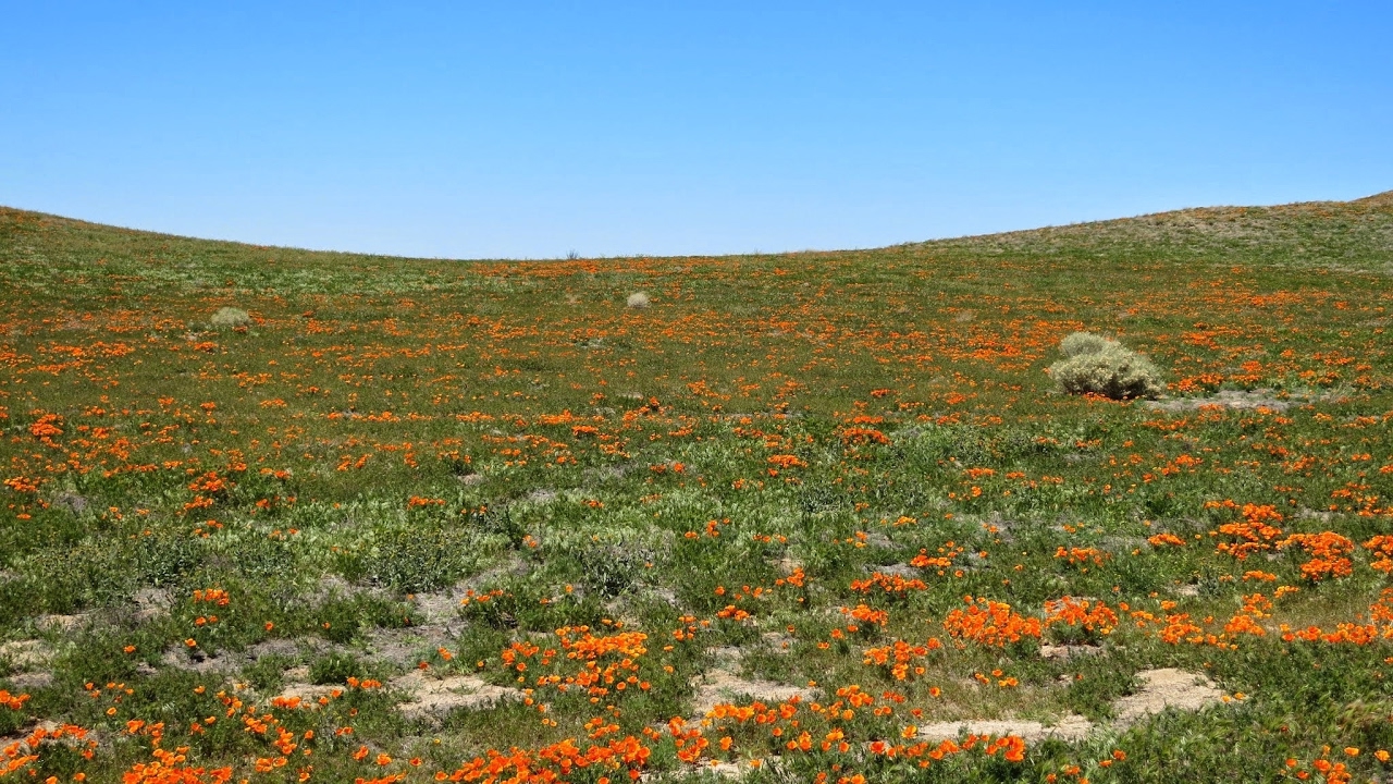 LOVEミクチャ のライブ ストリーム