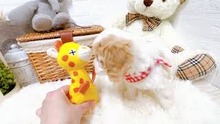 ハーフ犬の動画02