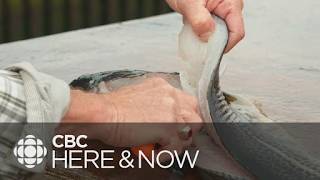 Here & Now, Fri. May 15, 2026 l N.L. food fishery expands to seven days a week