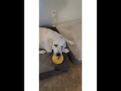 Crystal the Pet Nanny. LLC video.
