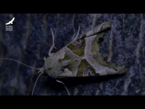 Jans Tierleben: Folge 8 – Nachtfalter