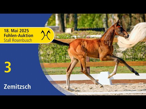 3 Zemitzsch v. Zirocco Blue/Carentan  | LIVE Fohlen-Auktion Bremen | 18. Mai