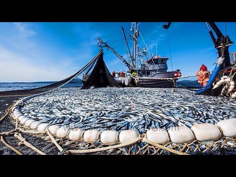 Amazing Fastest Catch Herring At Sea - Net Fishing Lot Of Live Fish Cactching on The Boat