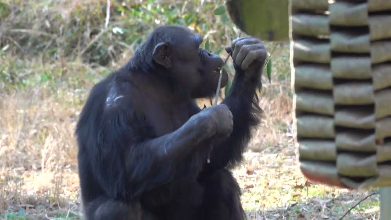 Tama zoo chimps 2023/12/28 #1