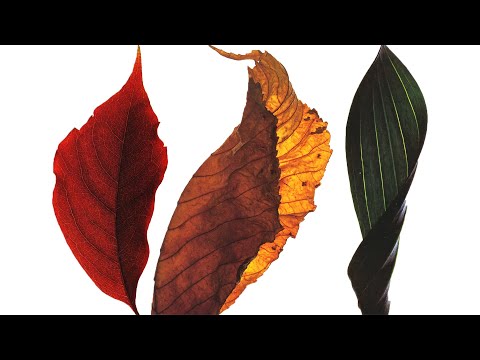 Renaissance: The Mix Collection (Part 4) (CD2)