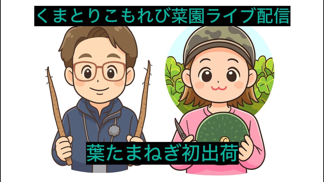 葉たまねぎ、本日初出荷しました