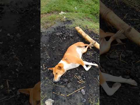 #dogs #viral #animal lover niladri#funny 🐕🐶🐕✅💯💯#shortfeed #streetdog #shorts