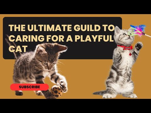 The Ultimate Guide to Caring for a Playful Cat: Expert Tips for Happy, Energetic Felines!