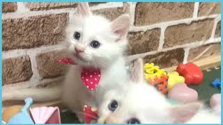 ペットショップCOO&RIKU No00703528(ラグドール)