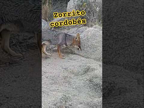 Zorro 🦊  Serrano Cordobés.  #fox