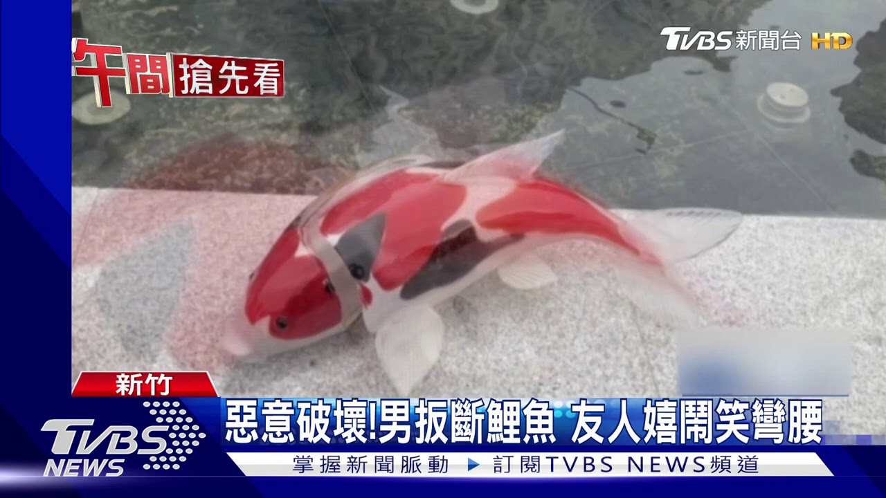 好好玩!男子出手破壞 玻璃鯉魚「裂兩半」