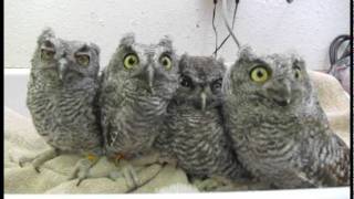 Screech Owls at WildCare