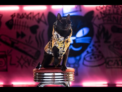 Sima Cica, Hundred Sins - Sima Cica Flow